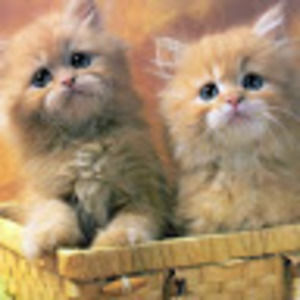 Meet your Posher, Brithany